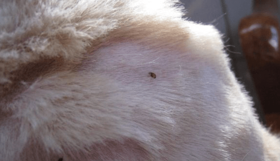 狗狗身上有虱子怎么办？治标又治本的方法要知道一些