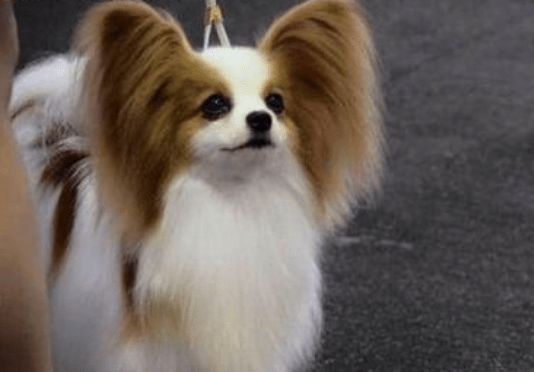 蝴蝶犬上吐下泻是什么症状，大部分都是这个原因