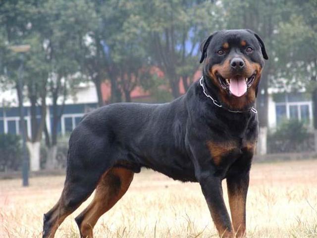 罗威纳犬看家能力,小偷强盗的克星