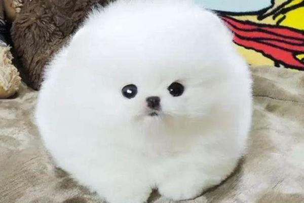 博美间歇性抽搐疼痛，可能是这些方面的问题