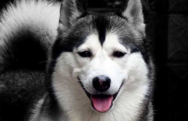 哈士奇搞笑图片，二哈称谓名不虚传