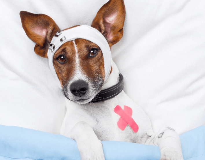 犬瘟热传染人吗? 看完本文就全明白了