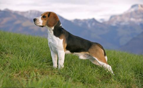 怎么训练比格犬?训练比格犬注意事项