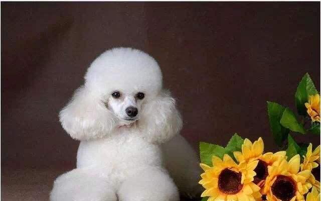 狗狗怀孕晕车怎么办?这些应对措施可以试下