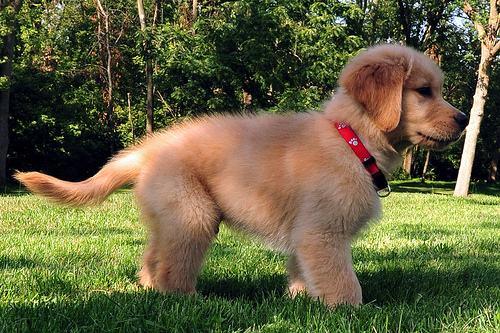 金毛幼犬老是乱咬东西怎么办?