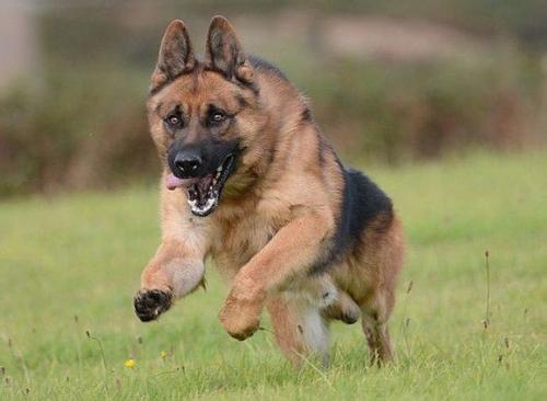 德国牧羊犬性格,训练后野性转温柔
