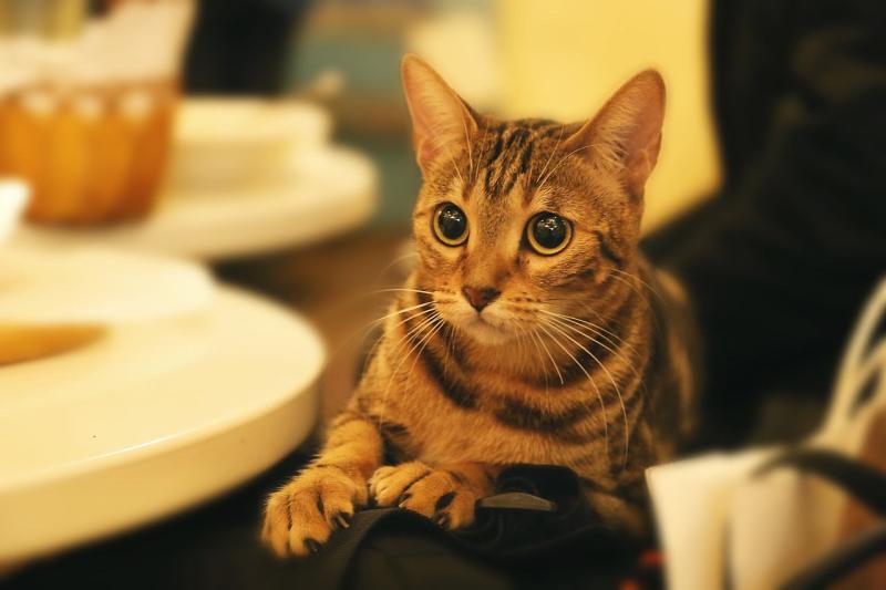 猫咪能喝牛奶吗?来一波专业解释