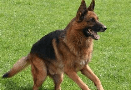 怎么训练德牧？这些方法成效快