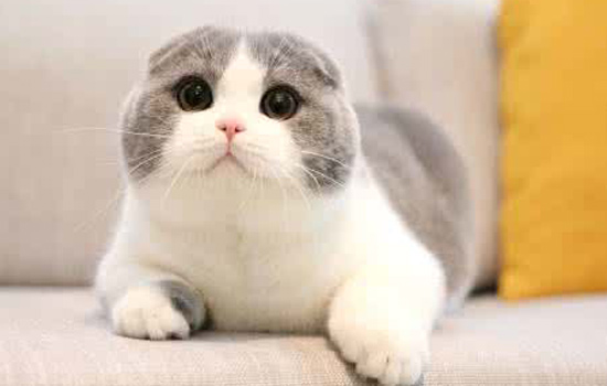 宠物猫品种图片大全,让你大开眼界