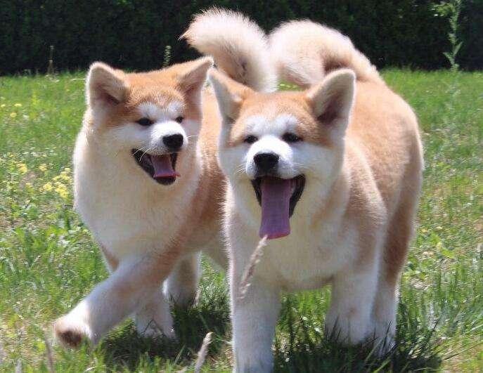 秋田犬为什么禁养？别看它相貌和蔼，脾气却坏得很