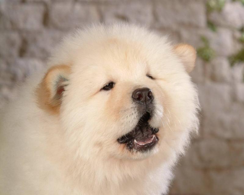 狗可以快递吗?现在了解还不晚