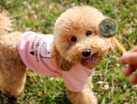 好听的宠物名字 最独特霸气名字大全