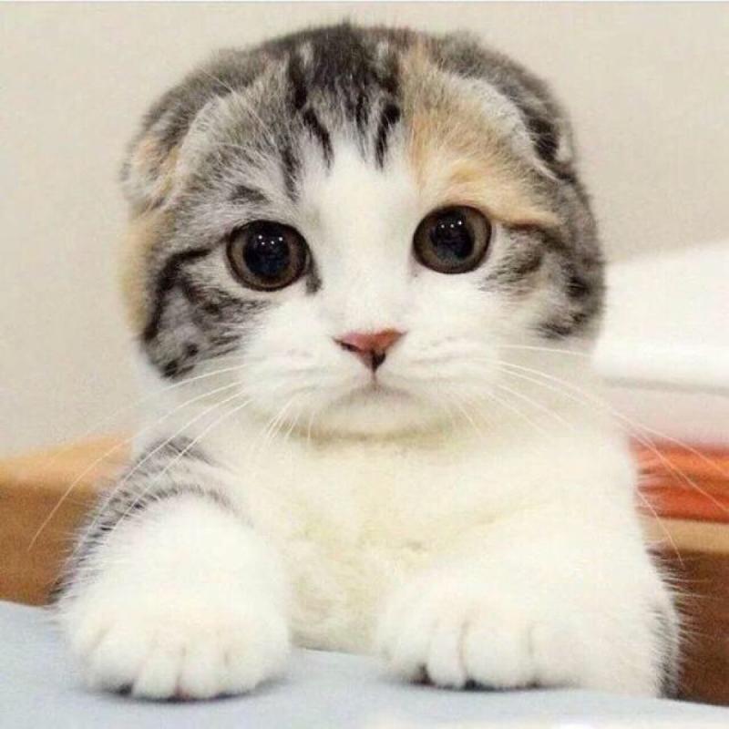 什么猫最可爱?参考下这种猫