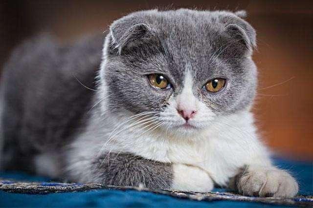 猫一直发出咕噜咕噜的声音,可能是这些原因