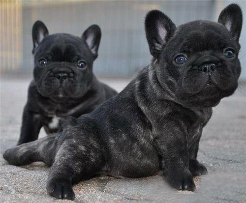 法国斗牛犬吃什么好？它喜欢吃的不一样好