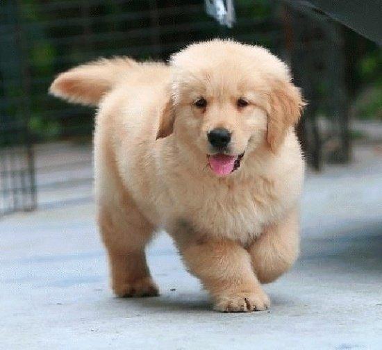 两个月的狗狗怎么养?这个时期需要更多的精力