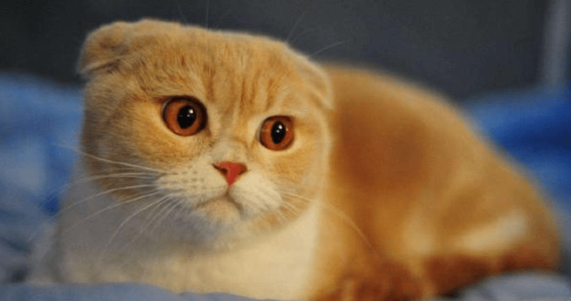 养狗还是养猫?也可以同时饲养的