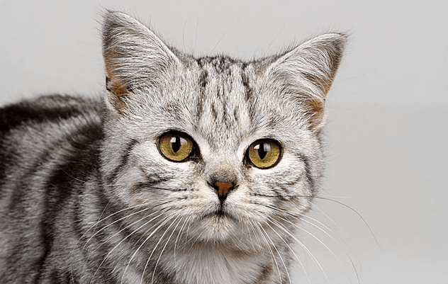 猫咪能喝牛奶吗?来一波专业解释