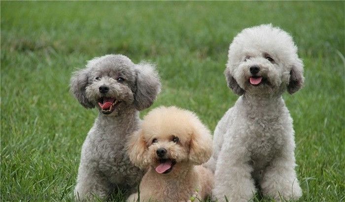 贵宾犬怎么喂养,全面正确的喂养方法