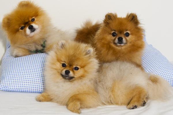 博美猴子期要持续多久?一般情况下就这几天