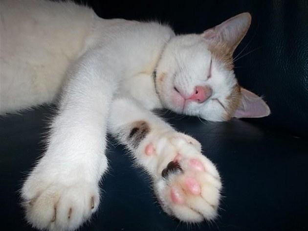 猫死了怎么处理？千万别乱扔