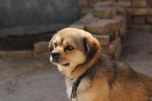 田园犬怎么训练,听小编细细道来