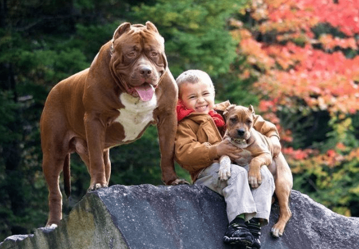 比特犬什么血统最好?最纯正的血统应该是这样的