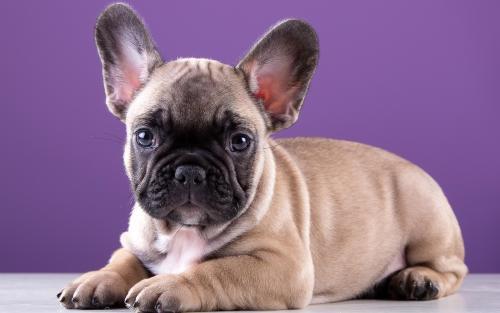 斗牛犬可以长多大?这就是它的上限