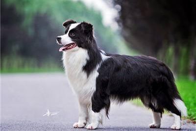 怎么判别边境牧羊犬,这几点标准要记住了