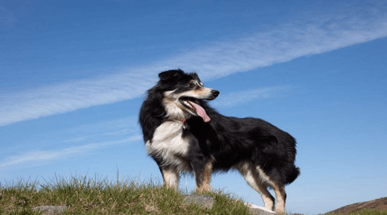 怎样训练边境牧羊犬,如何使他们更优秀