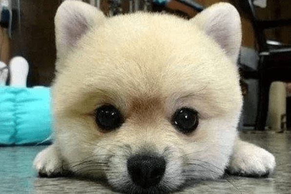 博美俊介和博美的区别?不要光看造型