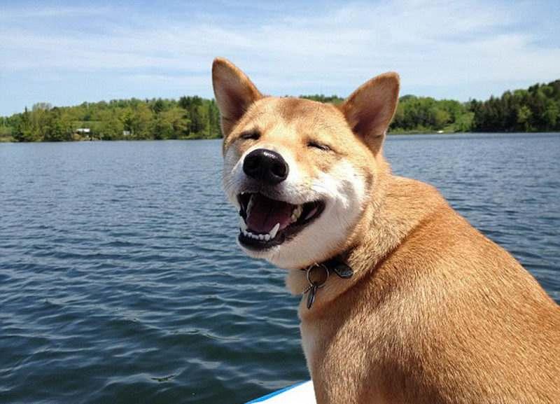 狗狗不配合训练怎么办？好的方法才会事半功倍