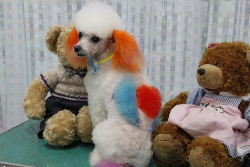 贵宾犬可以吃骨头吗?建议是不要给骨头