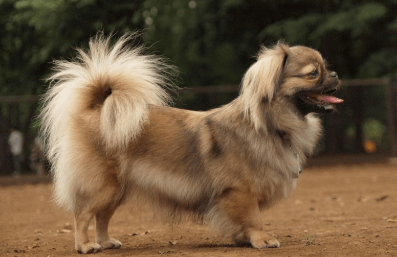 小型宠物狗价格，小型犬品种及价格详单