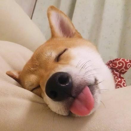 给狗狗起名字大全~一大波爱称来也~