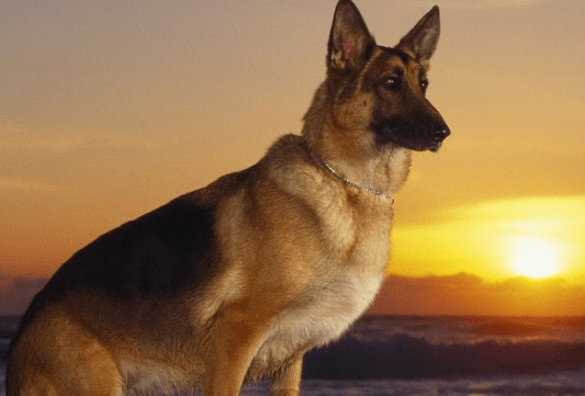 德国牧羊犬能长多大?可能是比较大的狗了