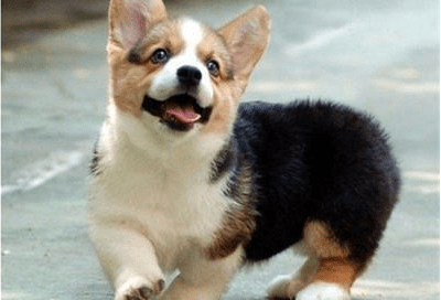 柯基犬的训练方法，训练之时要走心