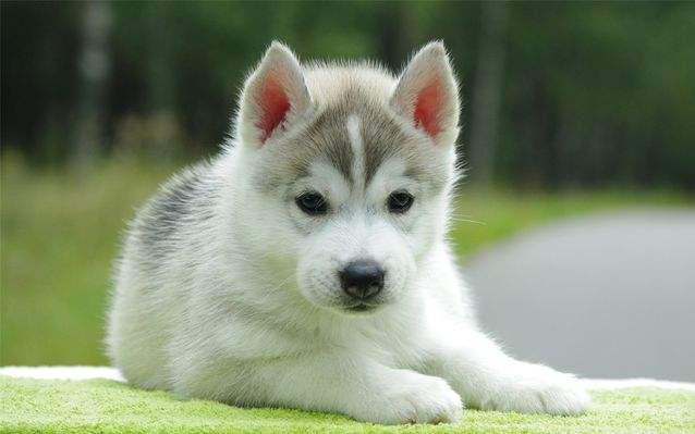 狗感冒吃什么药，切忌服用人吃的药