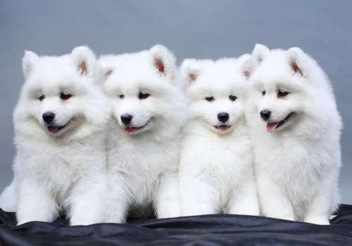 萨摩耶吃什么狗粮好 宠物专家教你正确选择