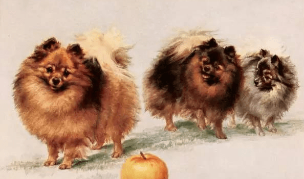 博美犬有几种颜色,你确定都了解?