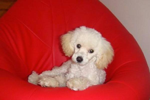 贵宾犬听到声音就叫怎么办?观察下是不是这些原因