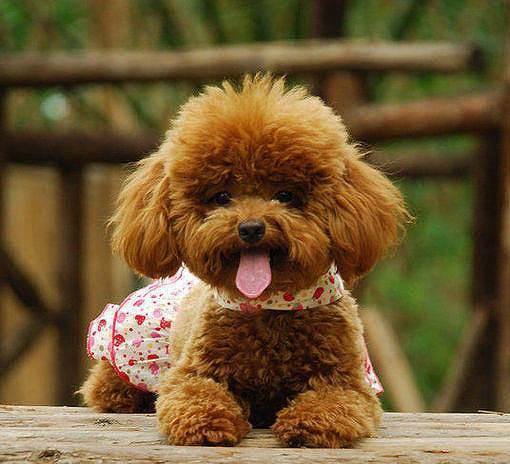 茶杯泰迪犬怎么训练，来看看训练师怎么说