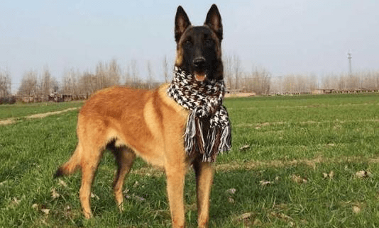 马犬不打疫苗会怎么样？风险太大不可轻视