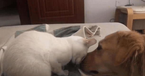 母猫发情症状,表现很明显的有这些