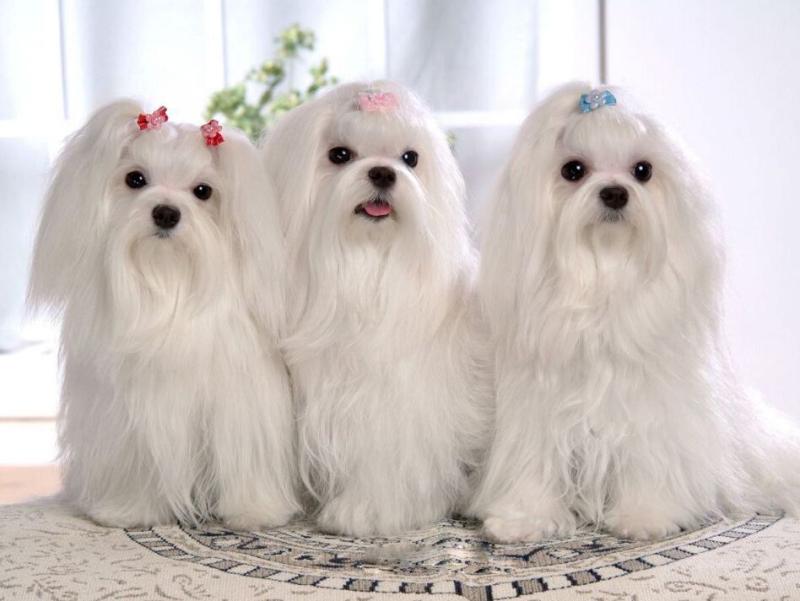 马尔济斯犬多少钱?买它之前先了解