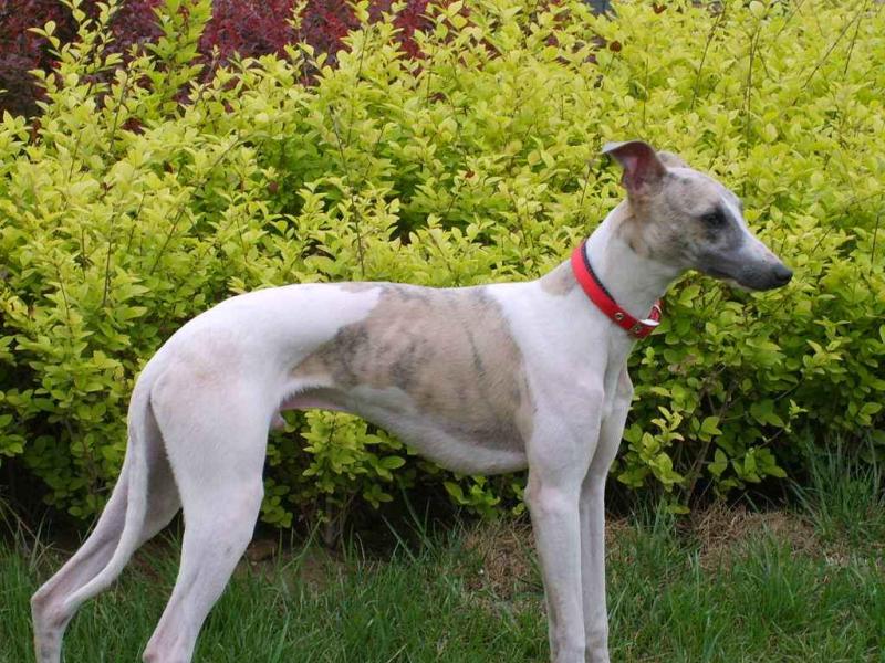 惠比特犬吃什么最好?营养全面均衡才是最好的