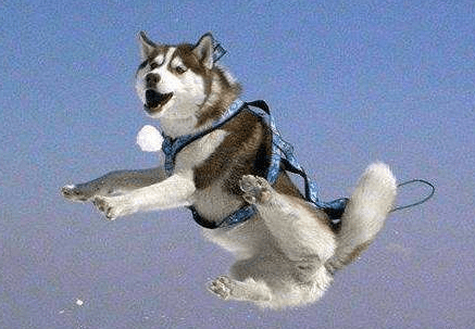 哈士奇喂养方法,喂养大佬不是轻松活