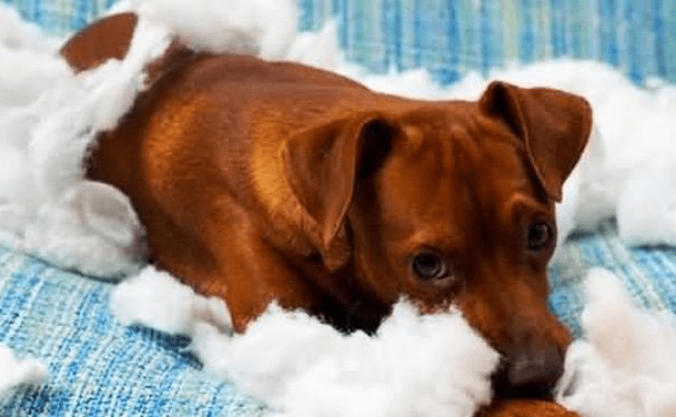 母狗会来月经吗 这些你都才知道吗?