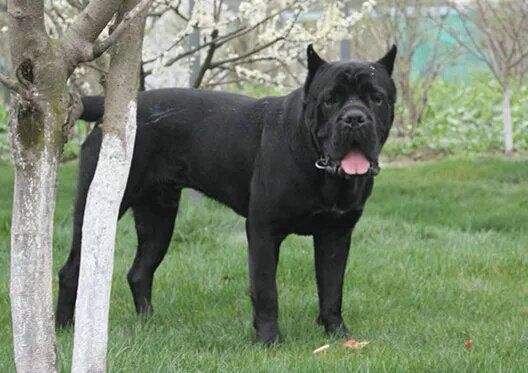 卡斯罗犬怎样训练? 这些训练方法可算是找对了