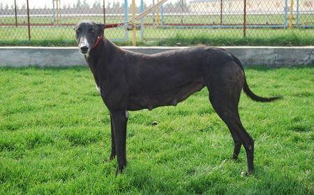 格力犬一天喂多少合适?根据年龄来变化